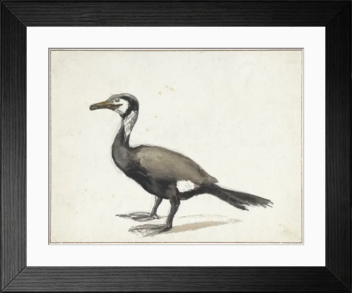 Framed Print : Cormorant, 1832-1897. Creator: Willem Roelofs Framed Print : Cormorant, 1832-1897. Creator: Willem Roelofs