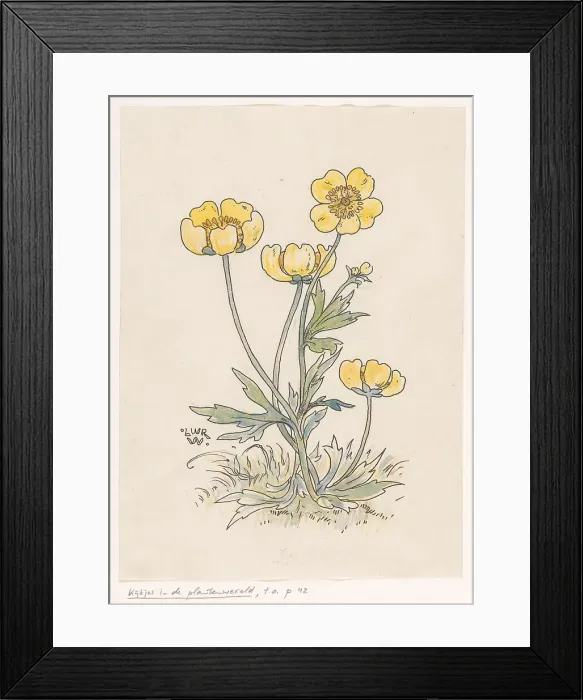 Framed Print : Buttercups, in or before 1893. Creator: Willem Wenckebach Framed Print : Buttercups, in or before 1893. Creator: Willem Wenckebach