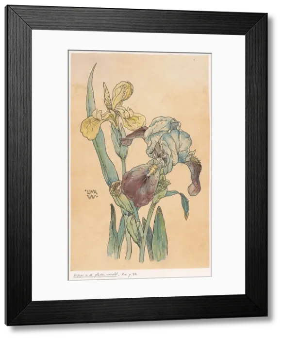 Framed Print : Iris, in or before 1893. Creator: Willem Wenckebach Framed Print : Iris, in or before 1893. Creator: Willem Wenckebach