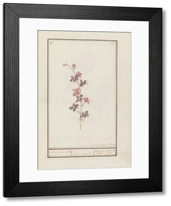 Framed Print : Larkspur (Consolida), 1790-1799. Creator: Jan Garemijn Framed Print : Larkspur (Consolida), 1790-1799. Creator: Jan Garemijn