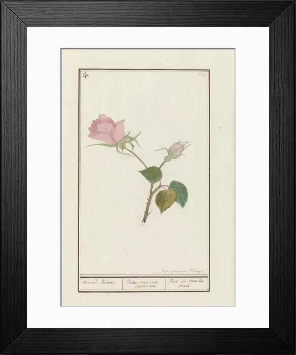 Framed Print : Rose (Rosa), 1790-1799. Creator: Jan Garemijn