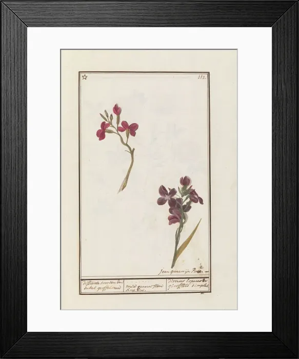 Framed Print : Wallflower (Erysimum cheiri), 1790-1799. Creator: Jan Garemijn Framed Print : Wallflower (Erysimum cheiri), 1790-1799. Creator: Jan Garemijn