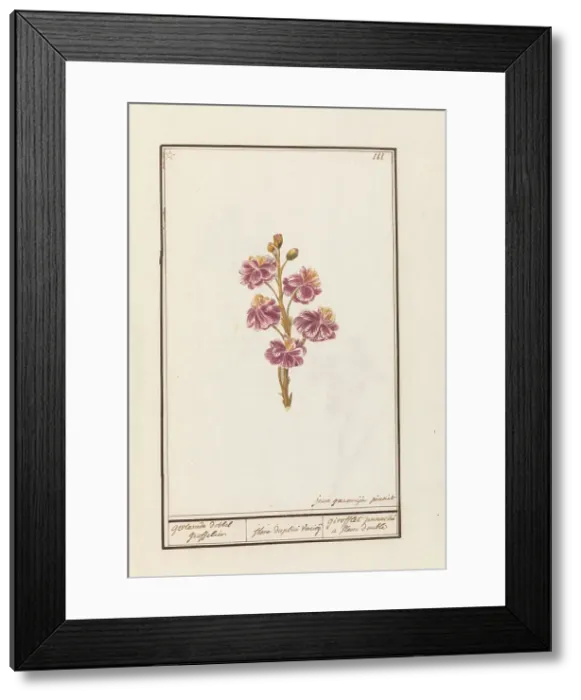 Framed Print : Wallflower (Erysimum cheiri), 1790-1799. Creator: Jan Garemijn Framed Print : Wallflower (Erysimum cheiri), 1790-1799. Creator: Jan Garemijn