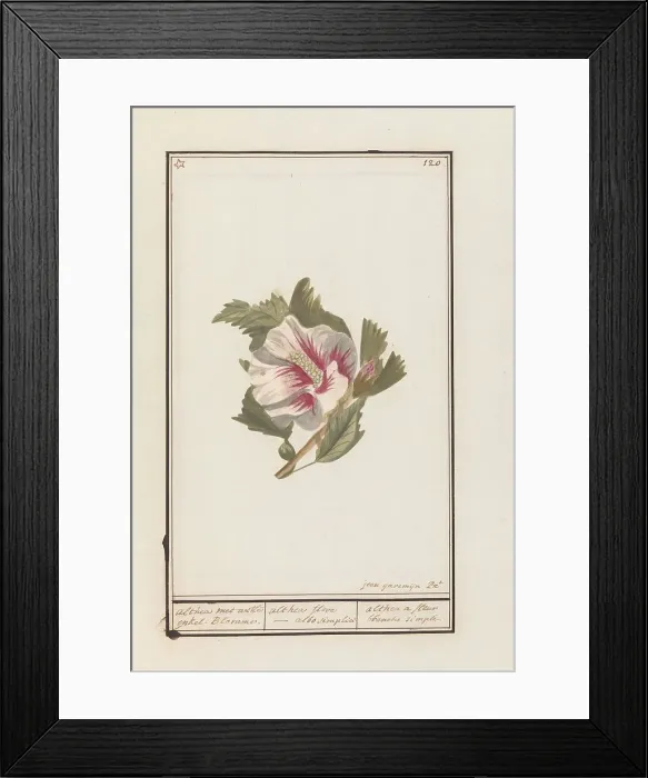 Framed Print : Hibiscus (Hibiscus syriacus), 1790-1799. Creator: Jan Garemijn Framed Print : Hibiscus (Hibiscus syriacus), 1790-1799. Creator: Jan Garemijn