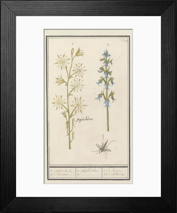Framed Print : Asphodel (Asphodelus) and Rough bellflower (Campanula trachelium), 1596-1610. Creators: Anselmus de Boodt, Elias Verhulst Framed Print : Asphodel (Asphodelus) and Rough bellflower (Campanula trachelium), 1596-1610. Creators: Anselmus de Boodt, Elias Verhulst