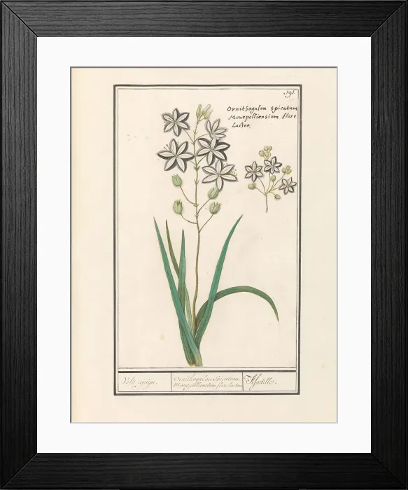 Framed Print : Asphodel (Asphodelus), 1596-1610. Creators: Anselmus de Boodt, Elias Verhulst Framed Print : Asphodel (Asphodelus), 1596-1610. Creators: Anselmus de Boodt, Elias Verhulst