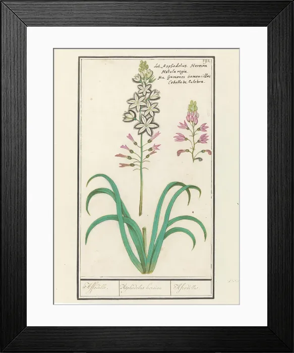 Framed Print : Asphodel (Asphodelus), 1596-1610. Creators: Anselmus de Boodt, Elias Verhulst Framed Print : Asphodel (Asphodelus), 1596-1610. Creators: Anselmus de Boodt, Elias Verhulst