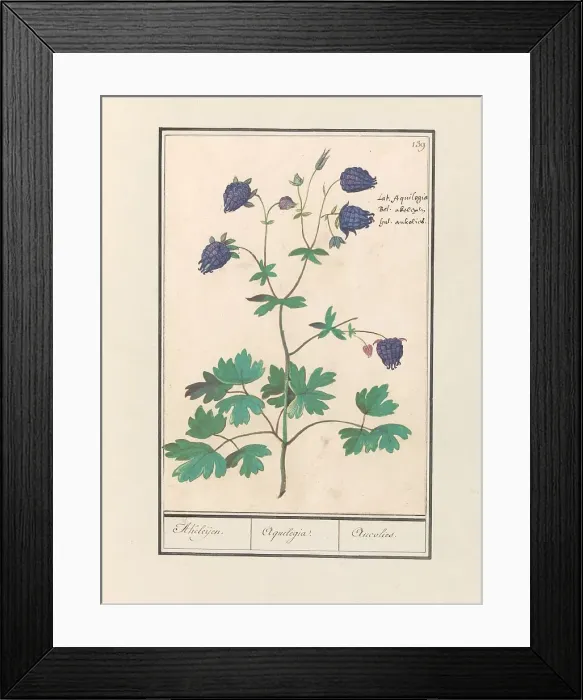 Framed Print : Columbine (Aquilegia), 1596-1610. Creators: Anselmus de Boodt, Elias Verhulst Framed Print : Columbine (Aquilegia), 1596-1610. Creators: Anselmus de Boodt, Elias Verhulst