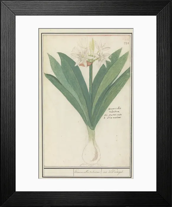 Framed Print : Amaryllis (Hippeastrum), 1596-1610. Creators: Anselmus de Boodt, Elias Verhulst Framed Print : Amaryllis (Hippeastrum), 1596-1610. Creators: Anselmus de Boodt, Elias Verhulst