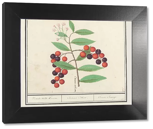 Wild black cherry (Prunus serotina), 1596-1610. Creators: Anselmus de Boodt, Elias Verhulst