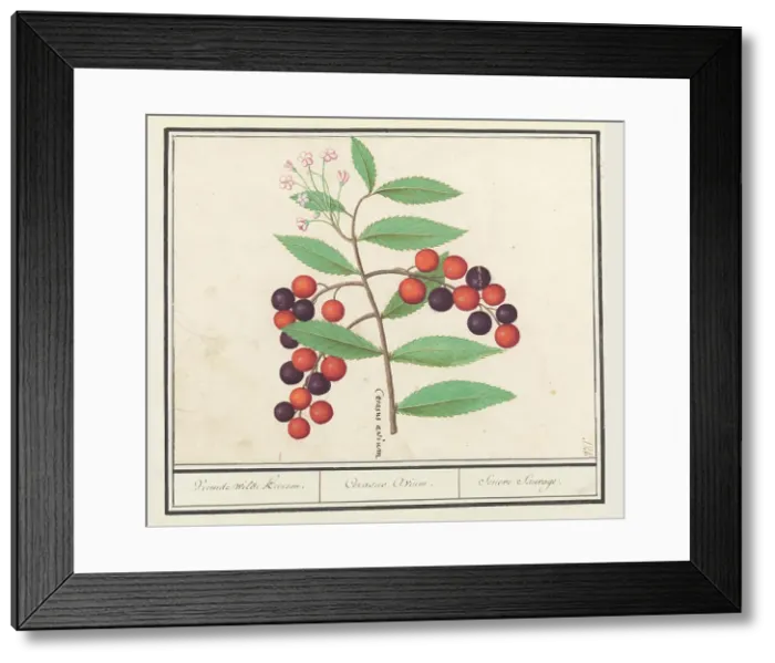 Framed Print : Wild black cherry (Prunus serotina), 1596-1610. Creators: Anselmus de Boodt, Elias Verhulst Framed Print : Wild black cherry (Prunus serotina), 1596-1610. Creators: Anselmus de Boodt, Elias Verhulst