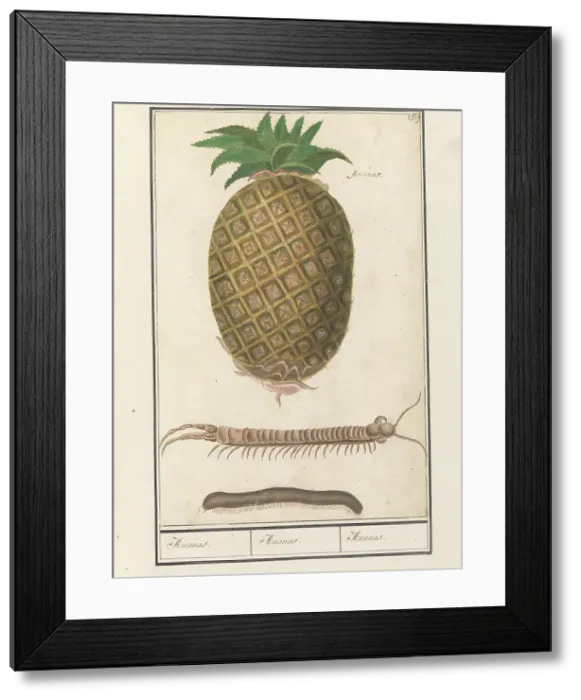 Framed Print : Pineapple (Ananas comosus) with a centipede and a millipede, 1596-1610. Creators: Anselmus de Boodt, Elias Verhulst