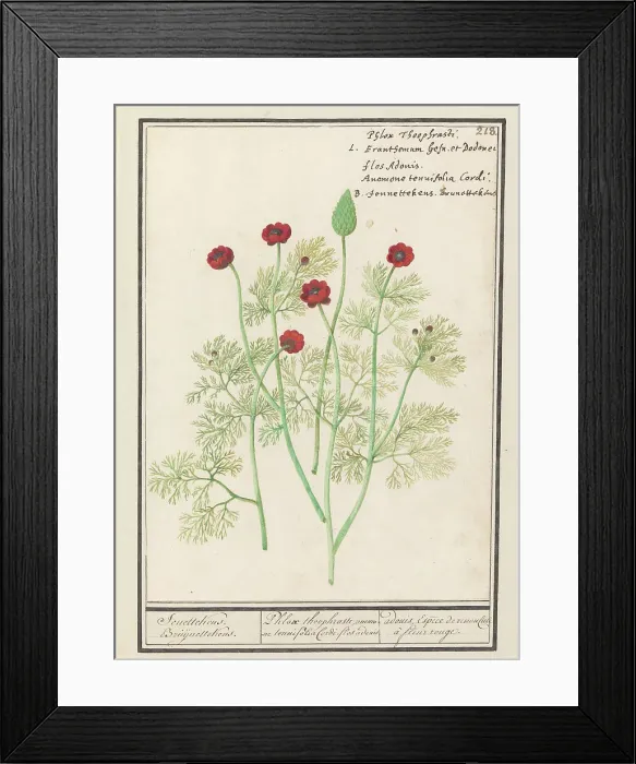 Framed Print : Anemone, 1596-1610. Creators: Anselmus de Boodt, Elias Verhulst Framed Print : Anemone, 1596-1610. Creators: Anselmus de Boodt, Elias Verhulst