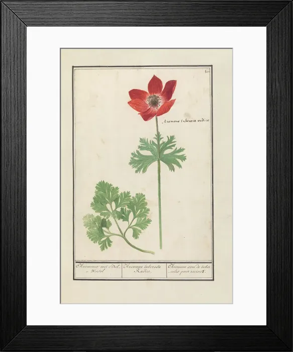 Framed Print : Anemone, 1596-1610. Creators: Anselmus de Boodt, Elias Verhulst