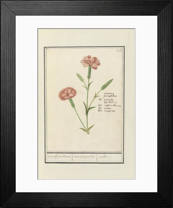 Framed Print : Carnation (Dianthus), 1596-1610. Creators: Anselmus de Boodt, Elias Verhulst Framed Print : Carnation (Dianthus), 1596-1610. Creators: Anselmus de Boodt, Elias Verhulst