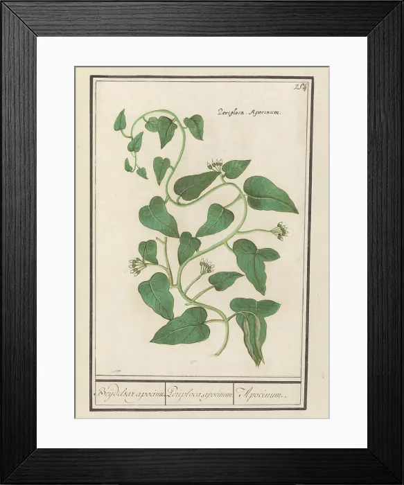 Framed Print : Apocynum, 1596-1610. Creators: Anselmus de Boodt, Elias Verhulst Framed Print : Apocynum, 1596-1610. Creators: Anselmus de Boodt, Elias Verhulst