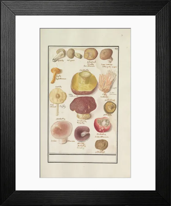 Framed Print : Mushrooms, 1596-1610. Creators: Anselmus de Boodt, Elias Verhulst Framed Print : Mushrooms, 1596-1610. Creators: Anselmus de Boodt, Elias Verhulst