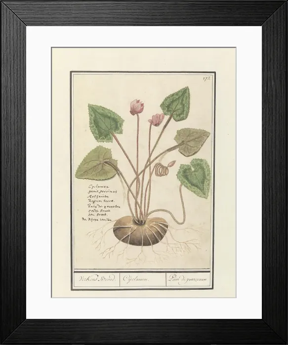 Framed Print : Cyclamen, 1596-1610. Creators: Anselmus de Boodt, Elias Verhulst Framed Print : Cyclamen, 1596-1610. Creators: Anselmus de Boodt, Elias Verhulst