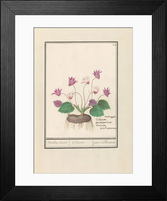 Framed Print : Cyclamen, 1596-1610. Creators: Anselmus de Boodt, Elias Verhulst Framed Print : Cyclamen, 1596-1610. Creators: Anselmus de Boodt, Elias Verhulst