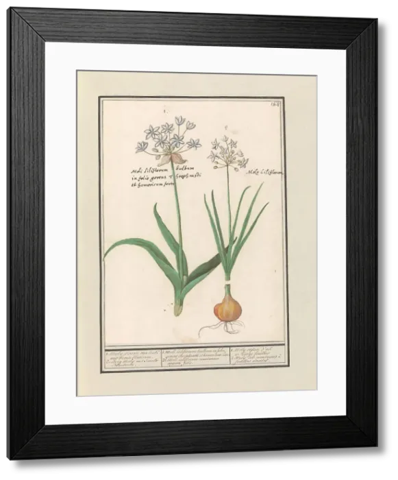 Framed Print : Bear's garlic (Allium ursinum), 1596-1610. Creators: Anselmus de Boodt, Elias Verhulst Framed Print : Bear's garlic (Allium ursinum), 1596-1610. Creators: Anselmus de Boodt, Elias Verhulst