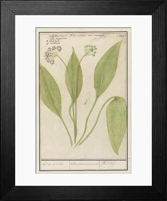 Framed Print : Bear's garlic (Allium ursinum), 1596-1610. Creators: Anselmus de Boodt, Elias Verhulst Framed Print : Bear's garlic (Allium ursinum), 1596-1610. Creators: Anselmus de Boodt, Elias Verhulst