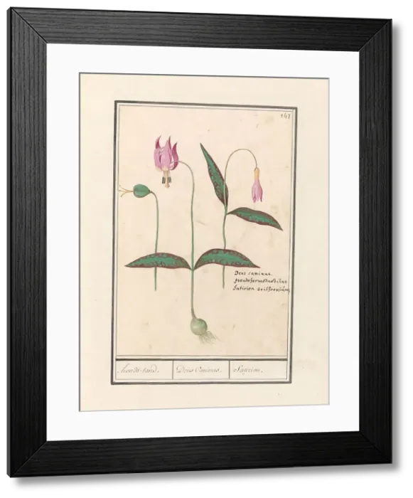Framed Print : Dog Tooth (Erythronium dens-canis), 1596-1610. Creators: Anselmus de Boodt, Elias Verhulst Framed Print : Dog Tooth (Erythronium dens-canis), 1596-1610. Creators: Anselmus de Boodt, Elias Verhulst