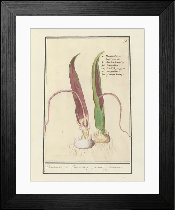 Framed Print : Common Dracunculus, 1596-1610. Creators: Anselmus de Boodt, Elias Verhulst Framed Print : Common Dracunculus, 1596-1610. Creators: Anselmus de Boodt, Elias Verhulst