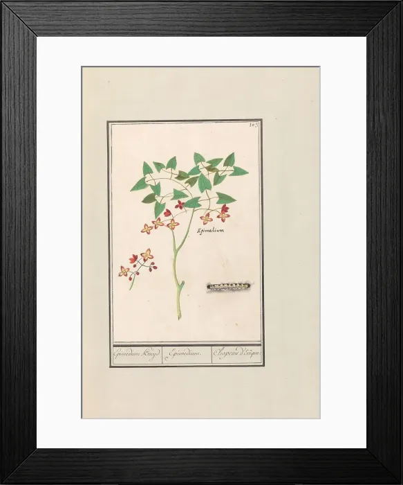 Framed Print : Fairy flower (Epimedium alpinum), 1596-1610. Creators: Anselmus de Boodt, Elias Verhulst Framed Print : Fairy flower (Epimedium alpinum), 1596-1610. Creators: Anselmus de Boodt, Elias Verhulst