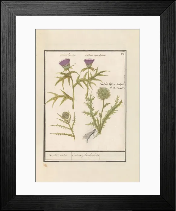 Framed Print : Thistle (Carduus) and Artichoke (Cynara cardunculus), 1596-1610. Creators: Anselmus de Boodt, Elias Verhulst Framed Print : Thistle (Carduus) and Artichoke (Cynara cardunculus), 1596-1610. Creators: Anselmus de Boodt, Elias Verhulst