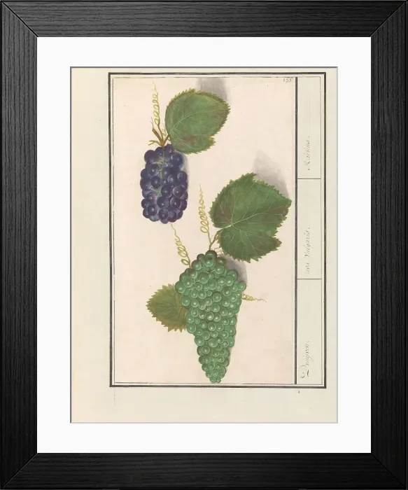 Framed Print : Grape (Vitis vinifera), 1596-1610. Creators: Anselmus de Boodt, Elias Verhulst Framed Print : Grape (Vitis vinifera), 1596-1610. Creators: Anselmus de Boodt, Elias Verhulst