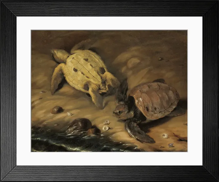 Framed Print : Two turtles, 1690. Creator: David Klocker Ehrenstrahl Framed Print : Two turtles, 1690. Creator: David Klocker Ehrenstrahl