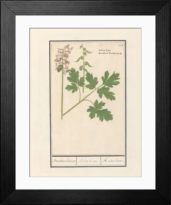 Framed Print : Hollow root (Corydalis cava), 1596-1610. Creators: Anselmus de Boodt, Elias Verhulst Framed Print : Hollow root (Corydalis cava), 1596-1610. Creators: Anselmus de Boodt, Elias Verhulst