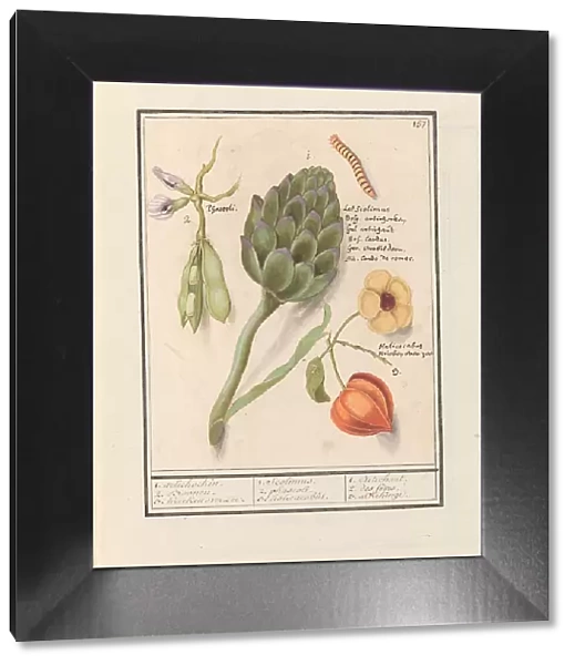 Artichoke (Cynara scolymus), broad beans (Vicia faba) and lantern plant (Physalis), 1596-1610. Creators: Anselmus de Boodt, Elias Verhulst