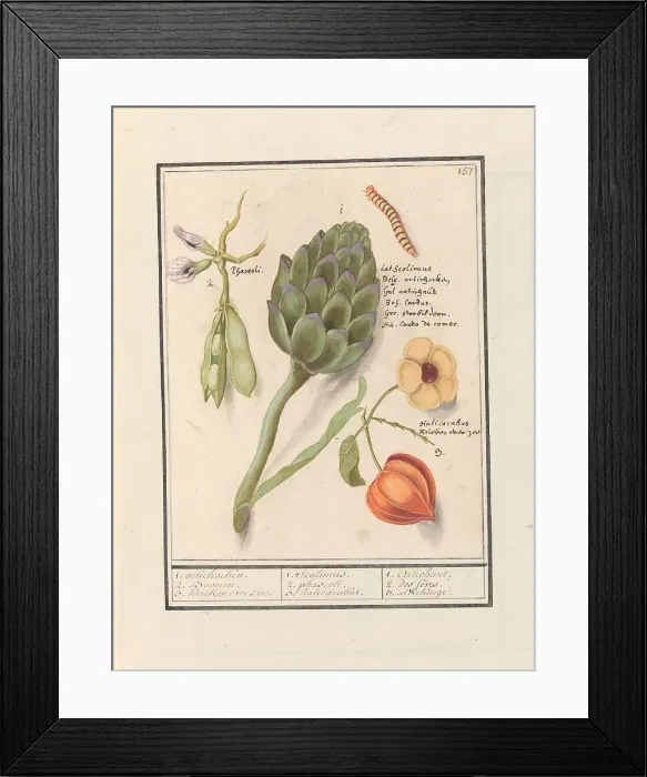 Framed Print : Artichoke (Cynara scolymus), broad beans (Vicia faba) and lantern plant (Physalis), 1596-1610. Creators: Anselmus de Boodt, Elias Verhulst Framed Print : Artichoke (Cynara scolymus), broad beans (Vicia faba) and lantern plant (Physalis), 1596-1610. Creators: Anselmus de Boodt, Elias Verhulst