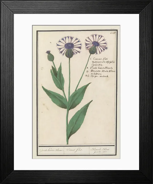 Framed Print : Large centaury (Centaurea scabiosa), 1596-1610. Creators: Anselmus de Boodt, Elias Verhulst Framed Print : Large centaury (Centaurea scabiosa), 1596-1610. Creators: Anselmus de Boodt, Elias Verhulst