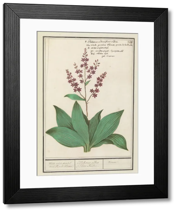 Framed Print : Black hellebore (Veratrum nigrum), 1596-1610. Creators: Anselmus de Boodt, Elias Verhulst Framed Print : Black hellebore (Veratrum nigrum), 1596-1610. Creators: Anselmus de Boodt, Elias Verhulst