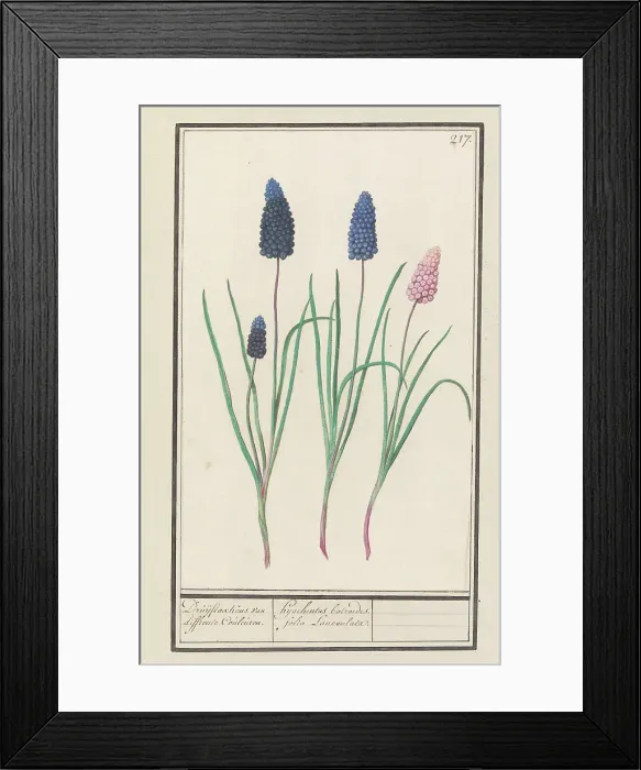 Framed Print : Grape hyacinths (Muscari botryoides), 1596-1610. Creators: Anselmus de Boodt, Elias Verhulst Framed Print : Grape hyacinths (Muscari botryoides), 1596-1610. Creators: Anselmus de Boodt, Elias Verhulst