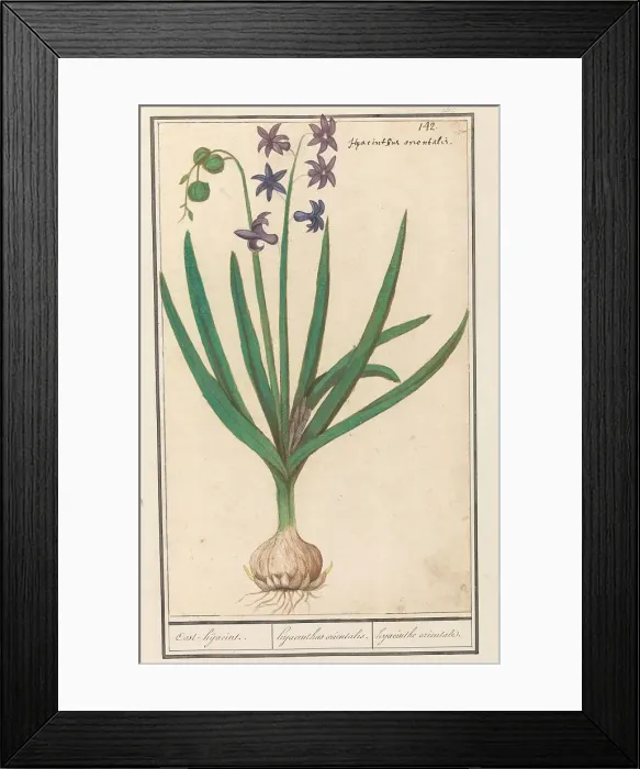 Framed Print : Hyacinth (Hyacinthus orientalis), 1596-1610. Creators: Anselmus de Boodt, Elias Verhulst Framed Print : Hyacinth (Hyacinthus orientalis), 1596-1610. Creators: Anselmus de Boodt, Elias Verhulst