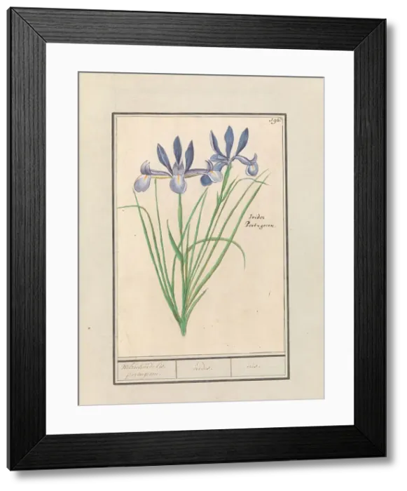 Framed Print : Blue Iris (Iris sibirica), 1596-1610. Creators: Anselmus de Boodt, Elias Verhulst Framed Print : Blue Iris (Iris sibirica), 1596-1610. Creators: Anselmus de Boodt, Elias Verhulst