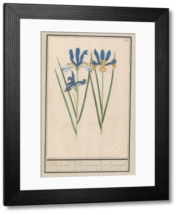 Framed Print : Blue Iris (Iris sibirica), 1596-1610. Creators: Anselmus de Boodt, Elias Verhulst Framed Print : Blue Iris (Iris sibirica), 1596-1610. Creators: Anselmus de Boodt, Elias Verhulst