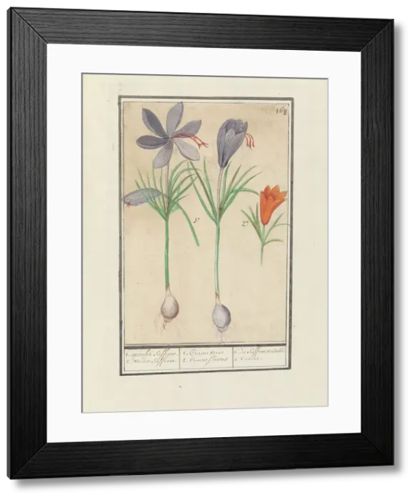Framed Print : Saffron crocus (Crocus sativus), 1596-1610. Creators: Anselmus de Boodt, Elias Verhulst Framed Print : Saffron crocus (Crocus sativus), 1596-1610. Creators: Anselmus de Boodt, Elias Verhulst
