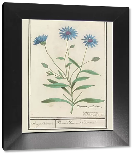 Blue Strawflower (Catananche caerulea), 1596-1610. Creators: Anselmus de Boodt, Elias Verhulst