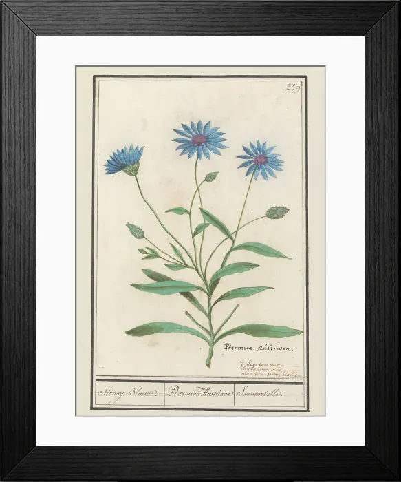 Framed Print : Blue Strawflower (Catananche caerulea), 1596-1610. Creators: Anselmus de Boodt, Elias Verhulst Framed Print : Blue Strawflower (Catananche caerulea), 1596-1610. Creators: Anselmus de Boodt, Elias Verhulst