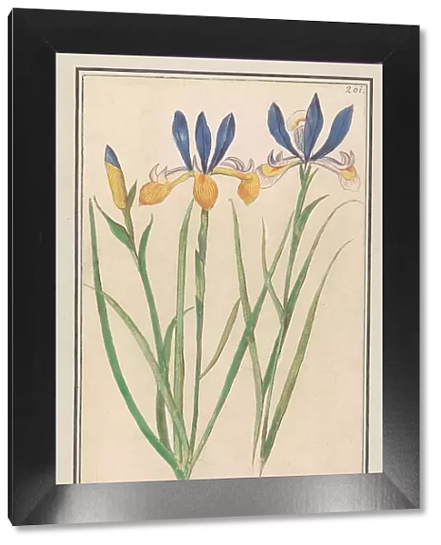 Blue-yellow Iris (Iris sibirica), 1596-1610. Creators: Anselmus de Boodt, Elias Verhulst