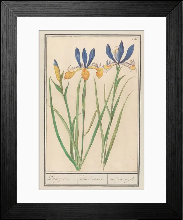Framed Print : Blue-yellow Iris (Iris sibirica), 1596-1610. Creators: Anselmus de Boodt, Elias Verhulst