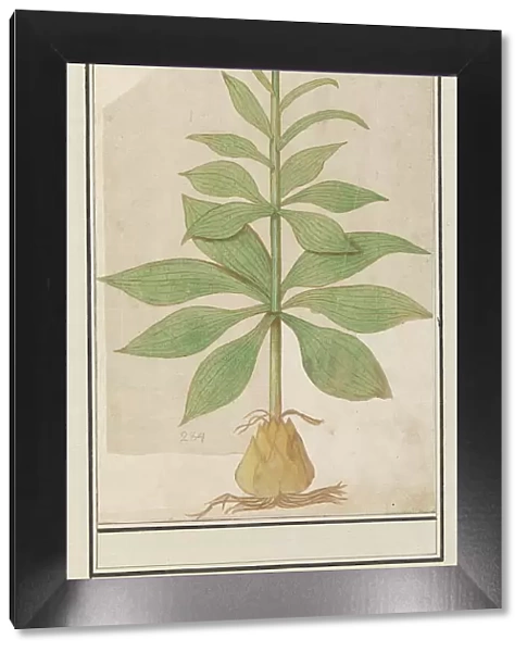 Unknown plant, 1596-1610. Creators: Anselmus de Boodt, Elias Verhulst
