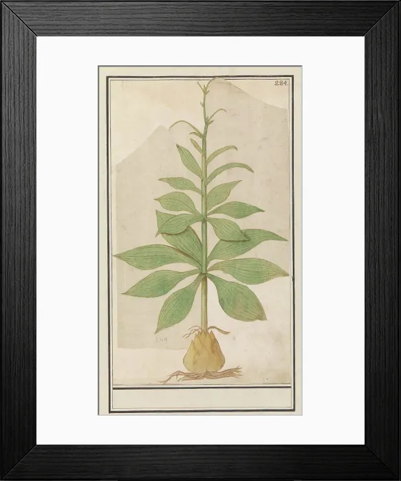 Framed Print : Unknown plant, 1596-1610. Creators: Anselmus de Boodt, Elias Verhulst Framed Print : Unknown plant, 1596-1610. Creators: Anselmus de Boodt, Elias Verhulst