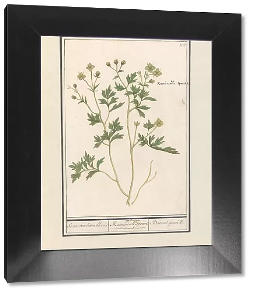 Buttercup (Ranunculus), 1596-1610. Creators: Anselmus de Boodt, Elias Verhulst