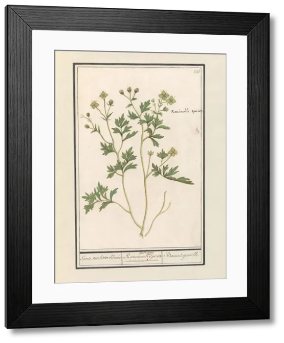 Framed Print : Buttercup (Ranunculus), 1596-1610. Creators: Anselmus de Boodt, Elias Verhulst Framed Print : Buttercup (Ranunculus), 1596-1610. Creators: Anselmus de Boodt, Elias Verhulst
