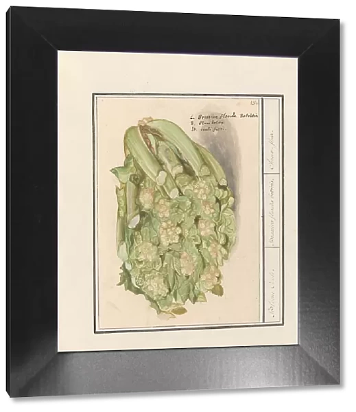 Cauliflower (Brassica oleracea convar. botrytis var. Botrytis), 1596-1610. Creators: Anselmus de Boodt, Elias Verhulst